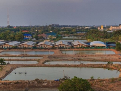 Research team unlocks way to use cheaper feed in shrimp production