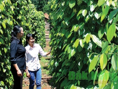 Commodity exchange offers opportunities for Vietnamese farm produce
