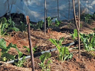 Small land, big dreams for urban veggie farmer