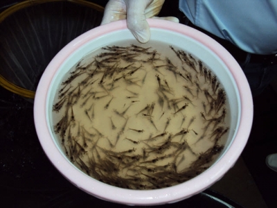 Assessment of supplemental Bacillus probiotics in whiteleg shrimp juveniles