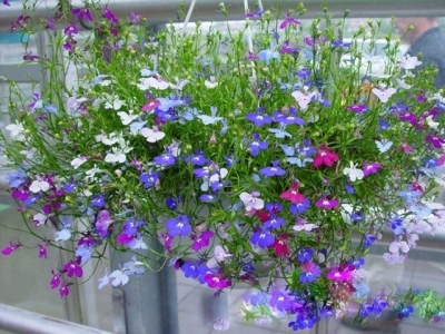 Kỹ thuật trồng cây hoa Thúy điệp chậu treo cho vườn nhà rực rỡ sắc hương