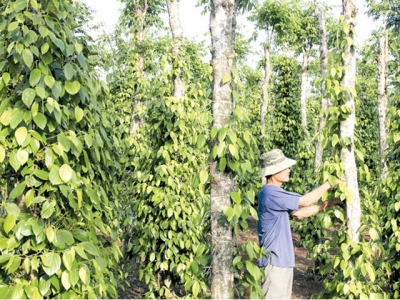 Vietnams pepper industry bears price shock
