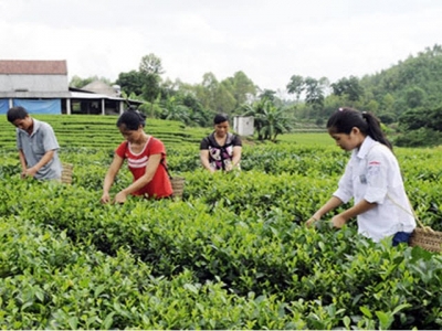 Xuan Luong becomes green with tea fields