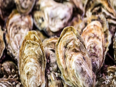 Twin win for fledgling oyster farmer
