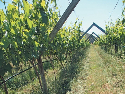 Biological wine farmer achieves twice regional average yield