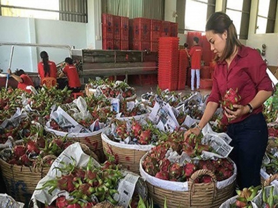 China still key market for Vietnamese farm produce