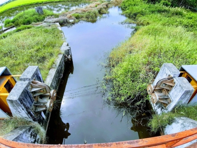 Mekong Delta prepares for summer-autumn rice crop