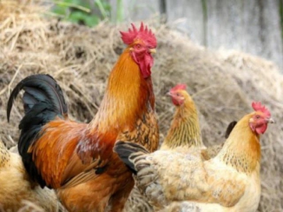Chicken immune genes could help breeders reduce viral infections