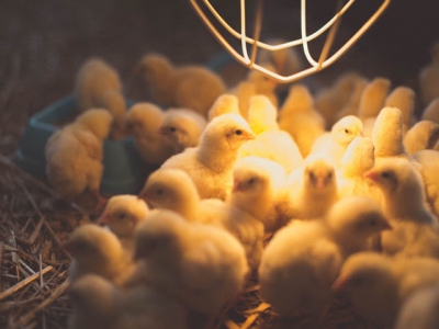 Supplemental selenium may boost poultry immune defenses in disease challenge