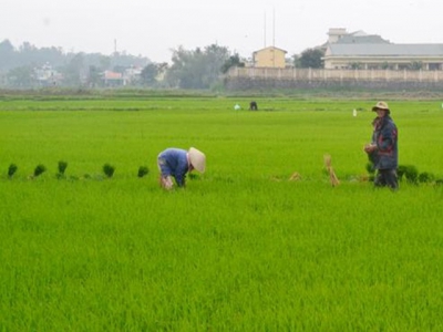 Biện pháp chăm sóc lúa vụ xuân 2019