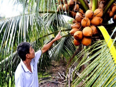 Trồng dừa xiêm chuỗi không sợ rủi ro