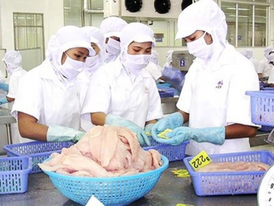 Pangasius fish price drops, market fluctuates