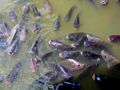 Minty feed may boost tilapia survival during disease challenge