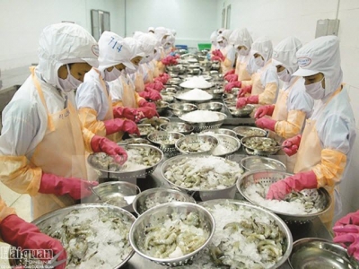 Small production hindered Vietnamese shrimp industry