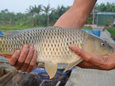 Kỹ thuật nuôi cá chép giòn