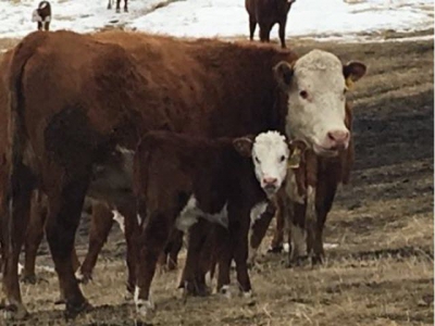 Veterinary study aims to reduce calf pain during difficult births