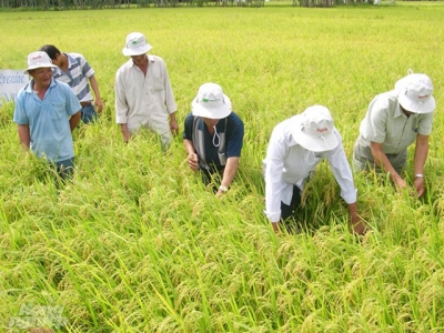 Phân lân nung chảy Ninh Bình cải tạo đất phèn, mặn sản xuất lúa