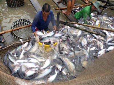 Japan among top 10 importers of Việt Nams tra fish for first time