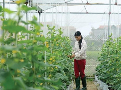 Agricultural re-structuring in HCMC to increase farmers incomes