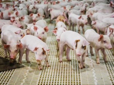 Naturally produced butyrate shows growth benefits for weaning pigs