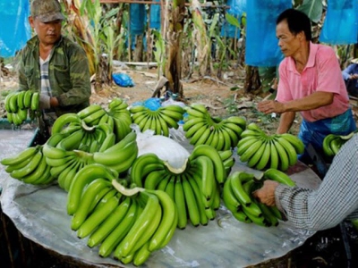 Banana to become Laos major agricultural export