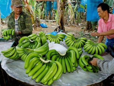 Banana to become Laos major agricultural export