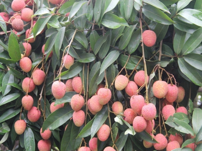 Bac Giang produces 20 hectares of organic lychee