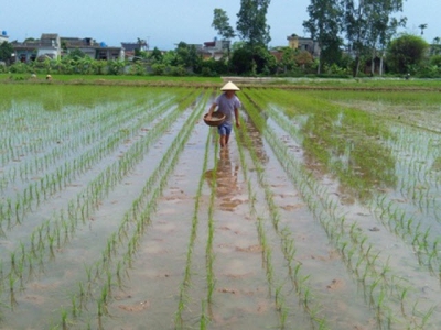 Chăm sóc lúa vụ xuân 2019