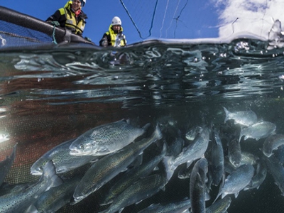 Tảo độc giết chết hàng triệu cá hồi tại Na Uy