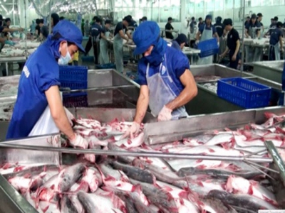 Tra fish exports to Japan skyrocket in four months
