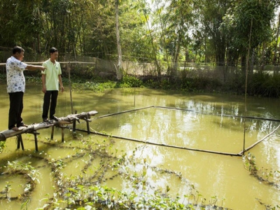 Mekong district seeks to expand giant barb farming
