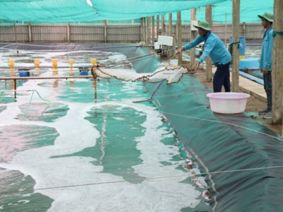 Bến Tre expands two-stage industrial shrimp farming