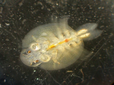 Fish disease - Fish lice