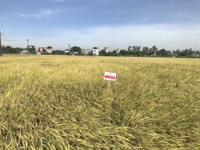 Giống lúa LY2099 – manh nha hình thành chuỗi sản xuất lúa gạo tự nguyện
