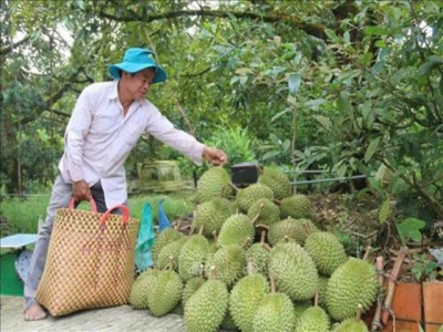 Tien Giangs fruits benefit from promotion efforts