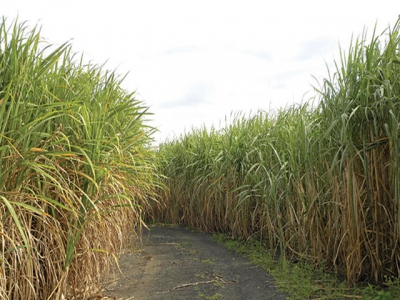 Sugar cane: prevent soil compaction and improve yield