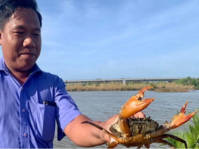 Trà Vinh: Farmers are excited with the extensive crab farming project