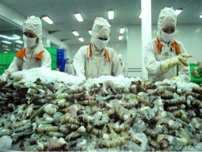 Factories are in need of shrimp material