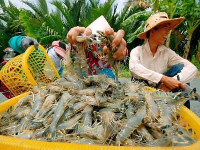 Mekong Delta: Prices of black tiger shrimps fluctuate wildly, inventory increases