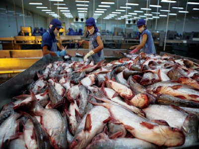 Cơ hội cho cá tra tại thị trường trong nước