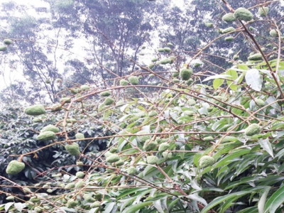 Bac Giang estimates to harvest 45,000 tonnes of early ripen lychee