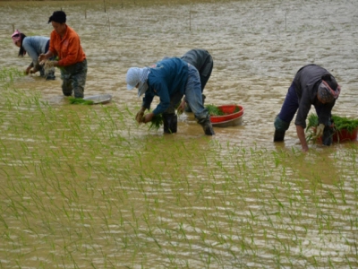 Thời vụ và kỹ thuật chăm sóc lúa Japonica vụ mùa