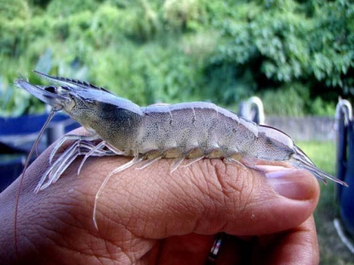 Cà Mau is about to get the shrimp harvest in