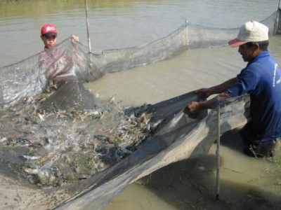 Khuyến cáo nuôi tôm trong điều kiện chuyển mùa