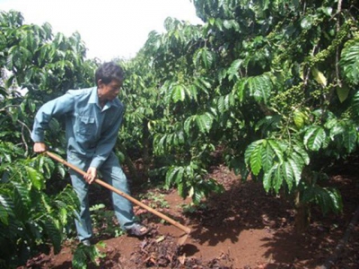 Bón phân Đầu Trâu cho vườn cà phê tái canh