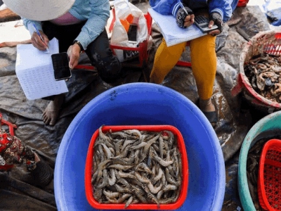 Faced with climate challenges, Vietnamese rice farmers switch to shrimp