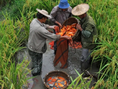 Bài học từ Trung Quốc - Quê hương của nuôi trồng thủy sản tổng hợp