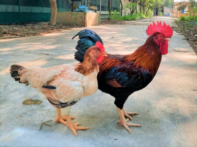 Mía số 1 - Dabaco và sự trỗi dậy của giống gà thuần Việt