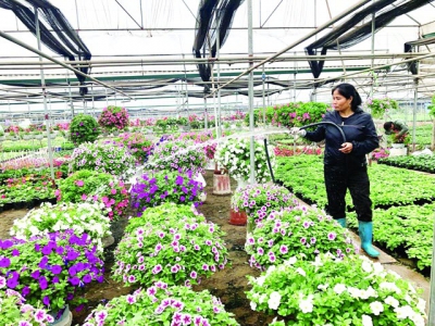 Hanoi plans for flowers, ornamental plants to grow into spearhead sector