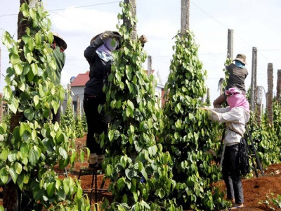 What are the corporate income tax incentives for pepper growing activities?